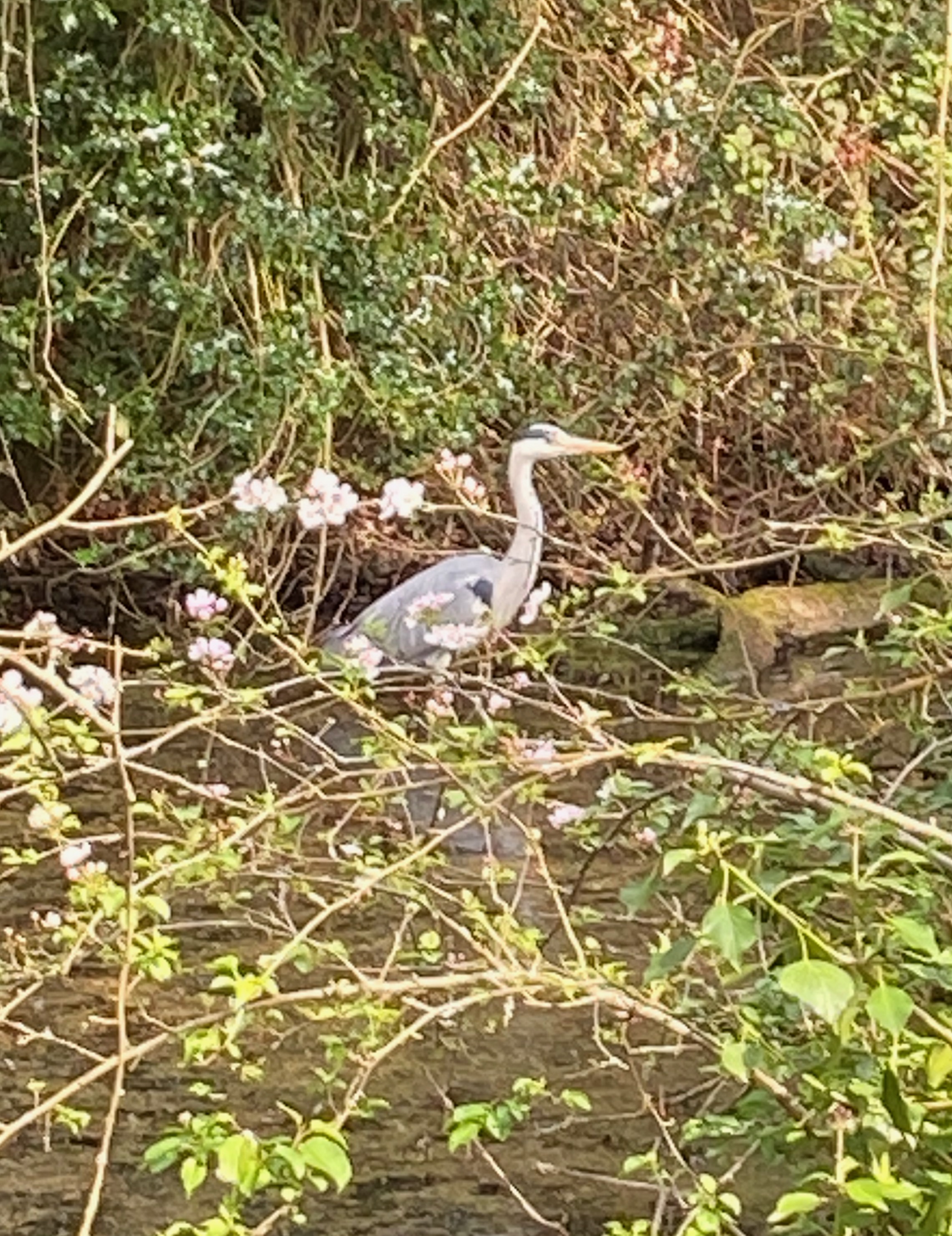 Bird blog